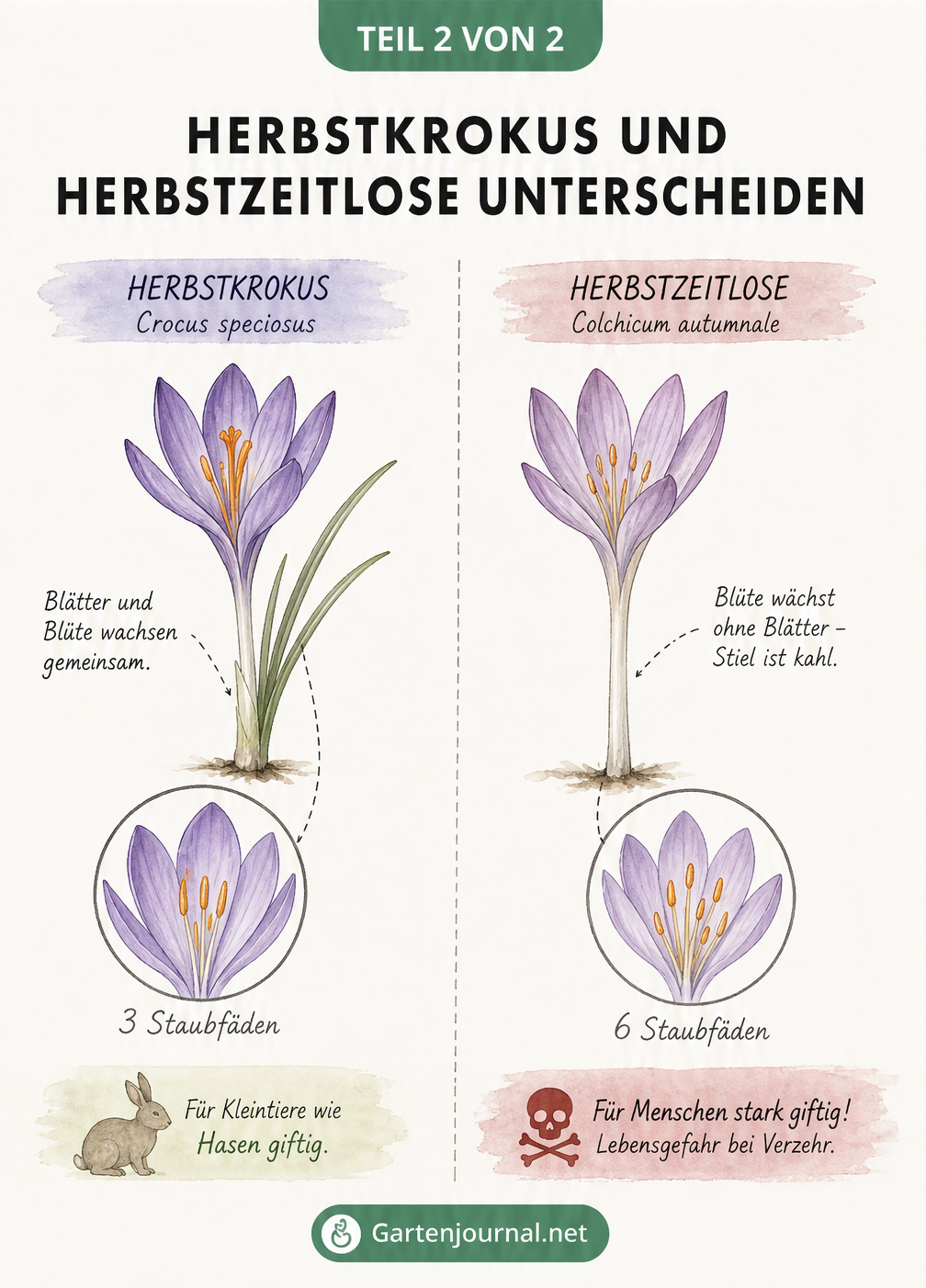Botanische Gegenüberstellung von Herbstkrokus und Herbstzeitlose mit Unterscheidungsmerkmalen