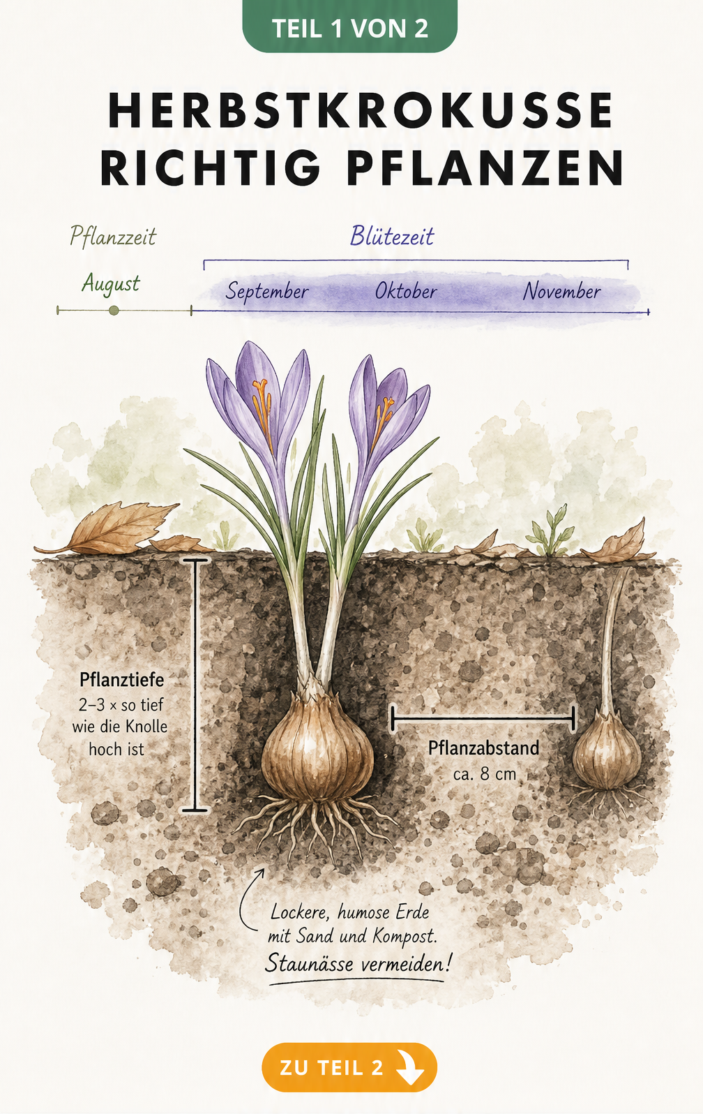 Illustration des idealen Bodenaufbaus und der Pflanztiefe für Herbstkrokusse