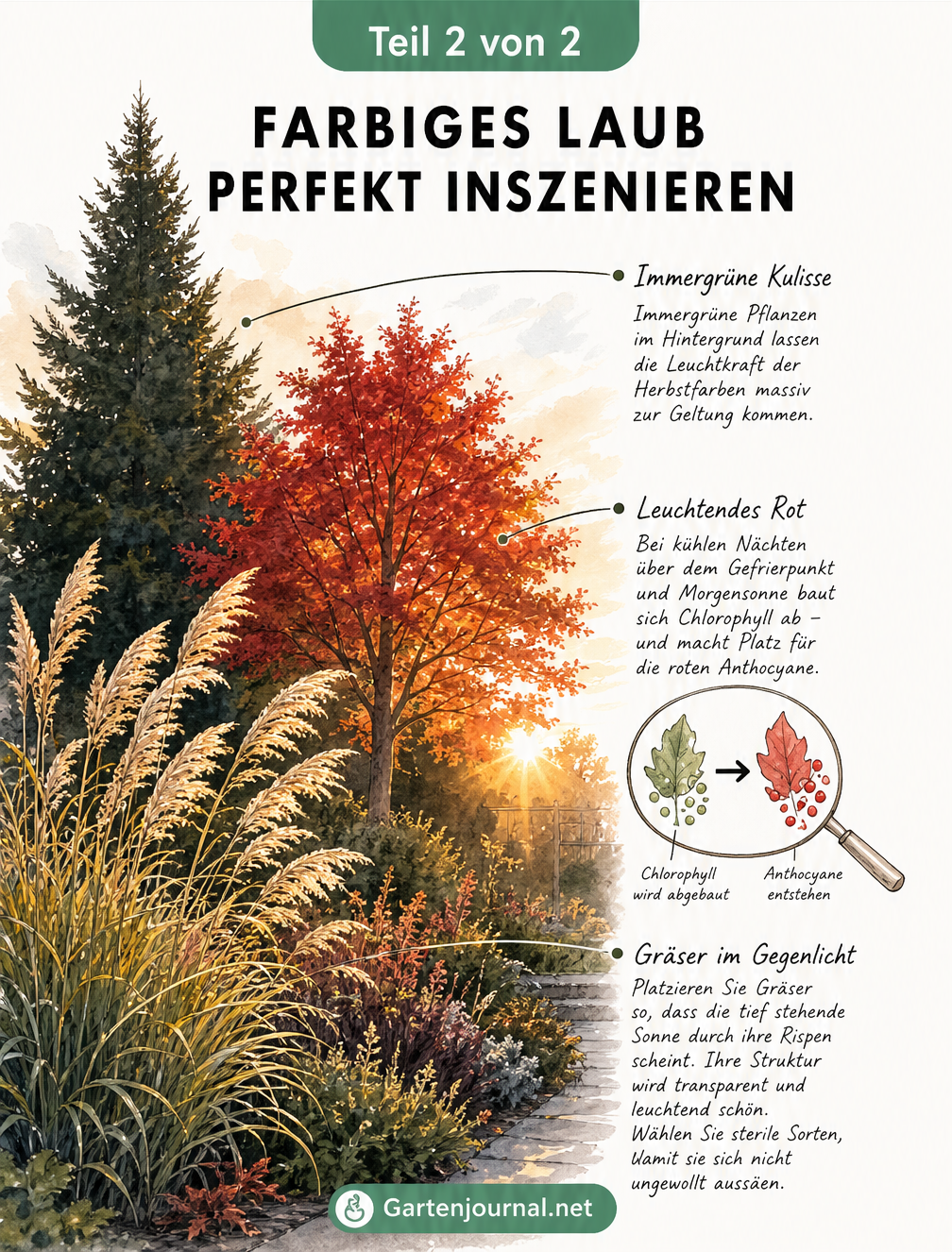 Landschaftsskizze eines herbstlichen Gartens im Gegenlicht mit Amberbaum, Chinaschilf und immergrüner Kulisse