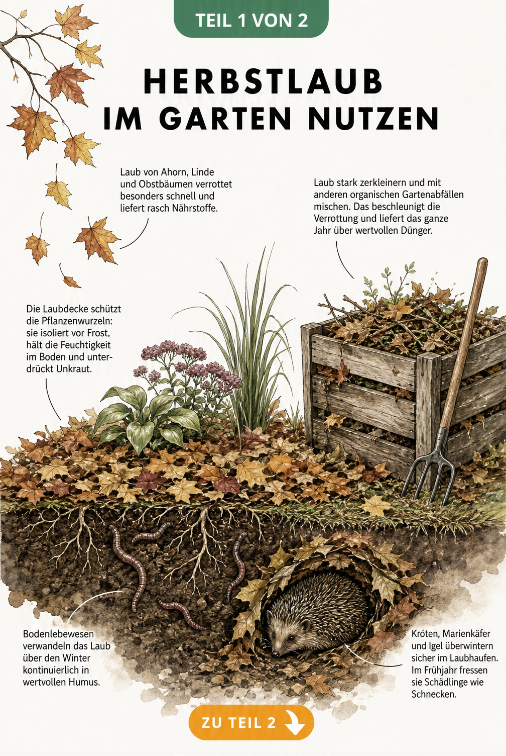 Illustration eines Gartenbeets im Querschnitt, die zeigt, wie Herbstlaub als Frostschutz dient und von Regenwürmern zu Humus verarbeitet wird.