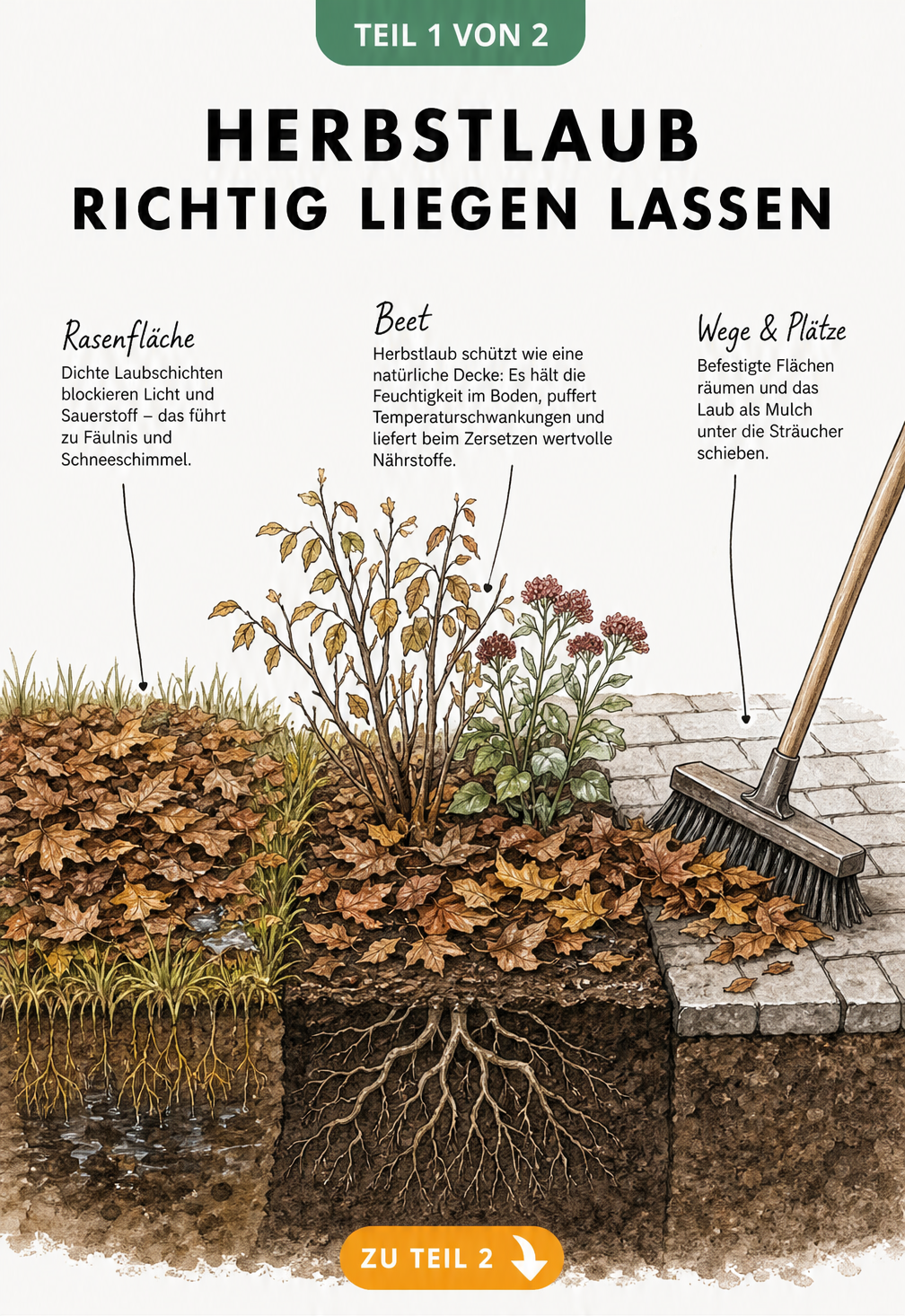 Querschnitt eines Gartens im Herbst: Laub auf dem Rasen verursacht Fäulnis, während es im Beet als Isolierschicht dient und auf dem Weg zusammengefegt wird.