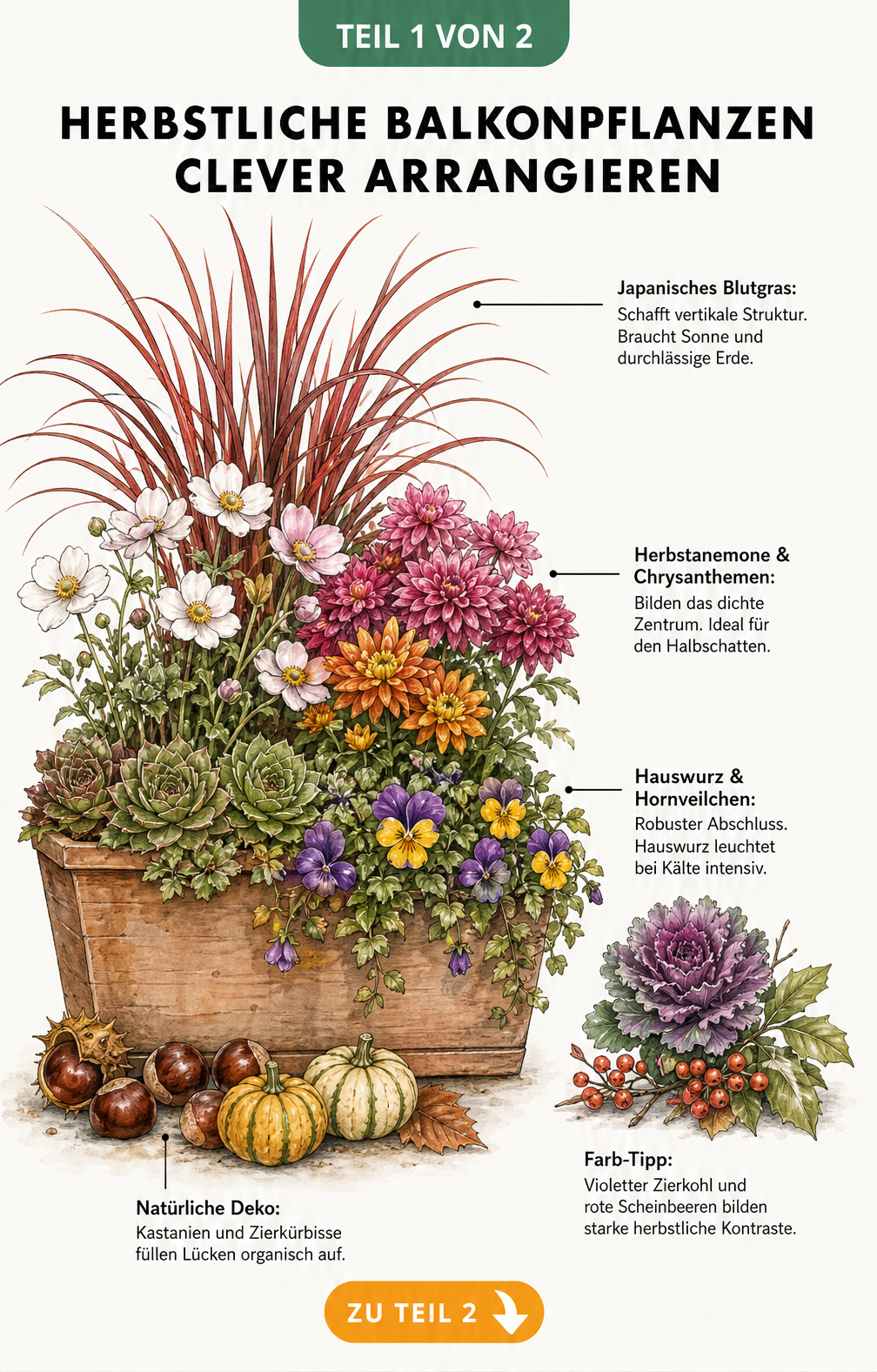 Illustration eines bepflanzten Balkonkastens im Herbst mit Japanischem Blutgras, Chrysanthemen und Hauswurz