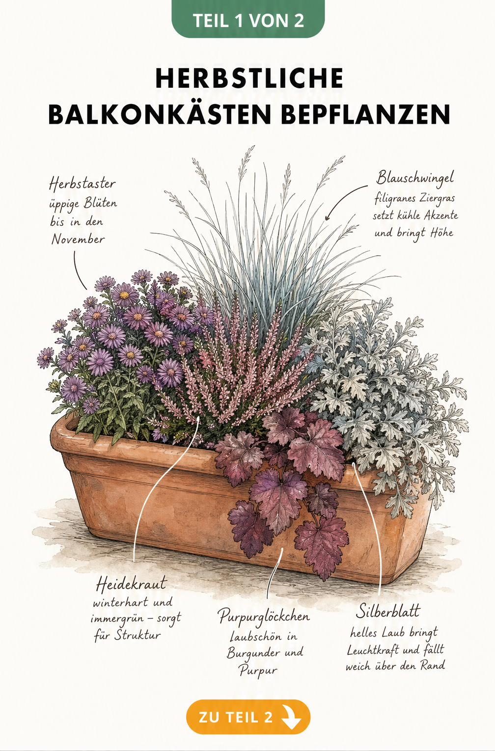 Illustration eines herbstlich bepflanzten Balkonkastens mit Herbstaster, Heidekraut, Blauschwingel, Purpurglöckchen und Silberblatt