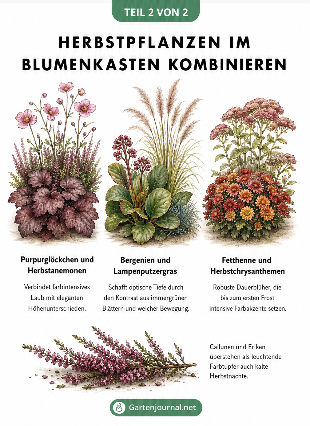 Drei herbstliche Pflanzenkombinationen für den Blumenkasten: Purpurglöckchen mit Anemonen, Bergenien mit Gräsern und Fetthenne mit Chrysanthemen