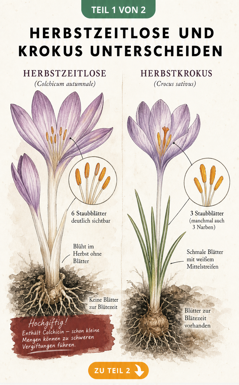 Botanische Illustration von Herbstzeitlose und Herbstkrokus mit Detailansicht der Staubblätter