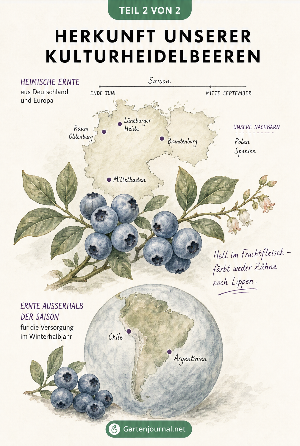 Aquarellierte Infografik mit einem Kulturheidelbeer-Zweig, einer Karte deutscher Anbaugebiete, einem Saison-Zeitstrahl und Hinweisen auf Importe aus der...