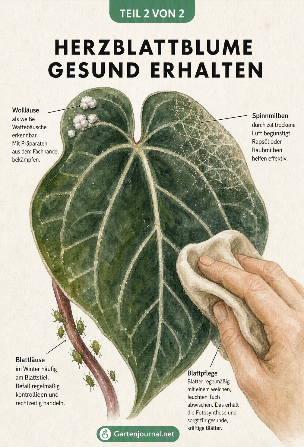 Nahaufnahme eines Blattes der Herzblattblume mit Illustrationen von Wollläusen, Spinnmilben und Blattläusen