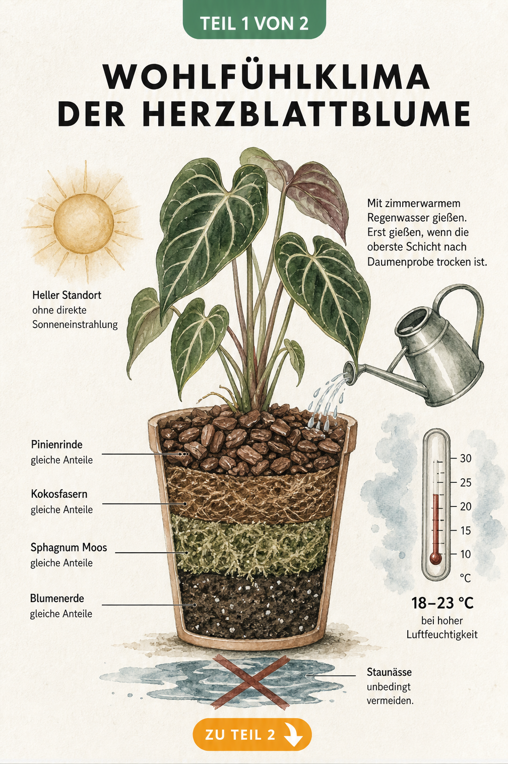 Botanische Illustration der Herzblattblume im Querschnitt mit Substrat-Bestandteilen, Temperatur- und Lichtbedarf