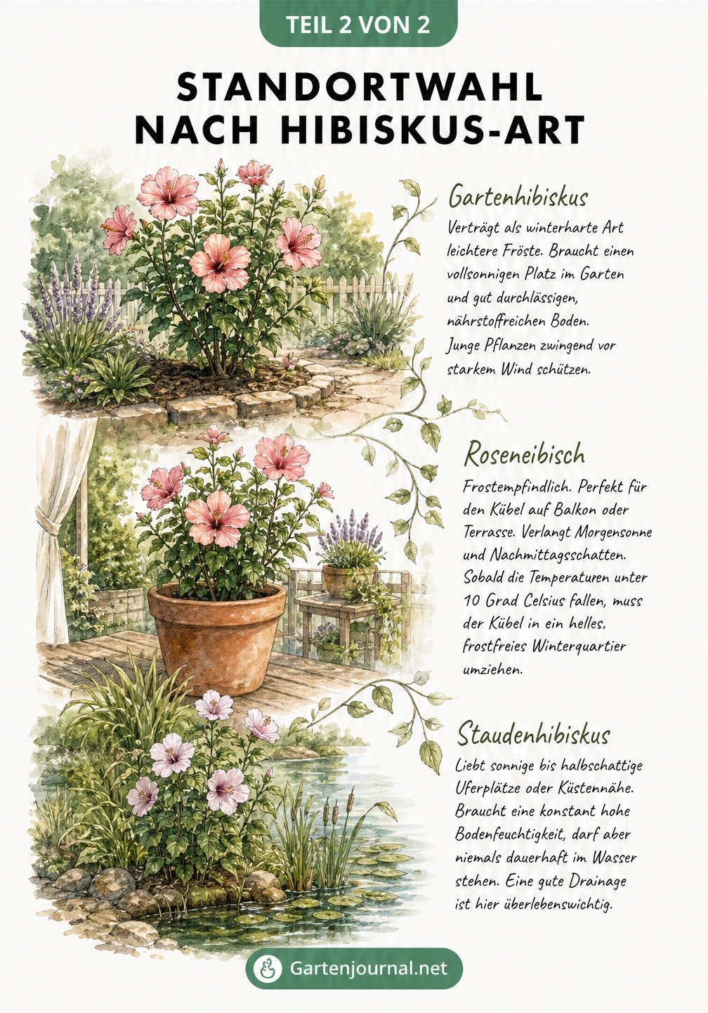 Drei Hibiskus-Arten im Vergleich: Gartenhibiskus im Freiland, Roseneibisch im Kübel und Staudenhibiskus am Teichufer.