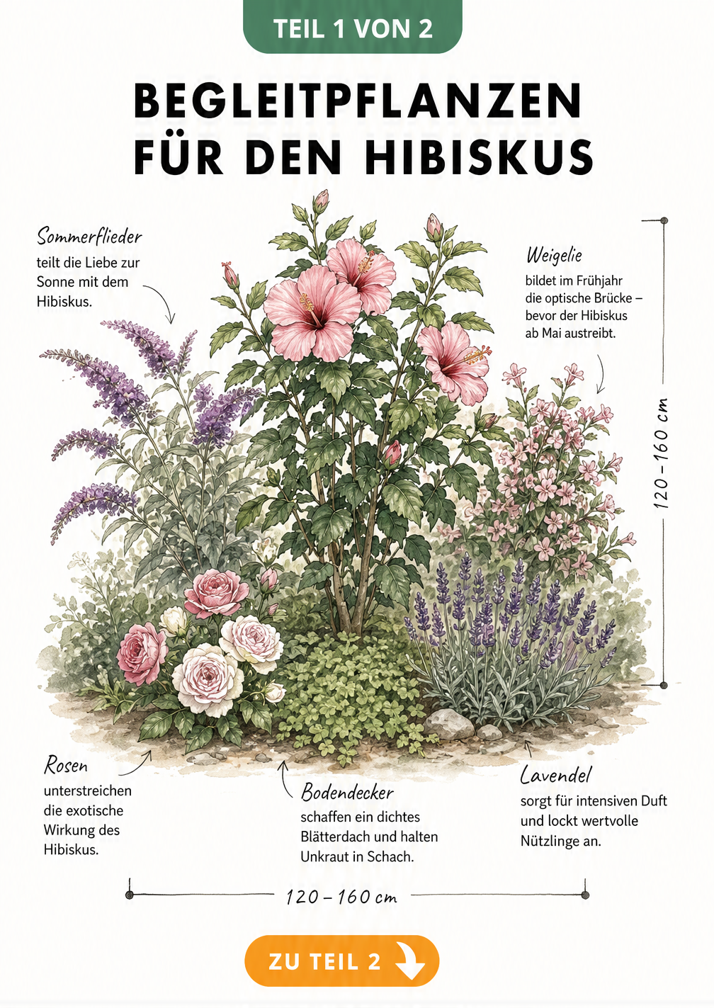 Botanische Skizze eines Hibiskusstrauchs mit Begleitpflanzen wie Beetrosen, Lavendel und Sommerflieder