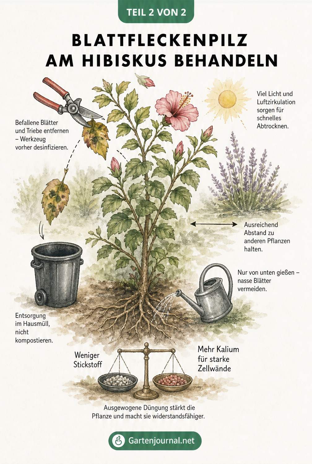 Illustration eines Hibiskusstrauchs mit Pflegemaßnahmen gegen Blattfleckenpilz wie Rückschnitt, richtiges Gießen und Düngen.