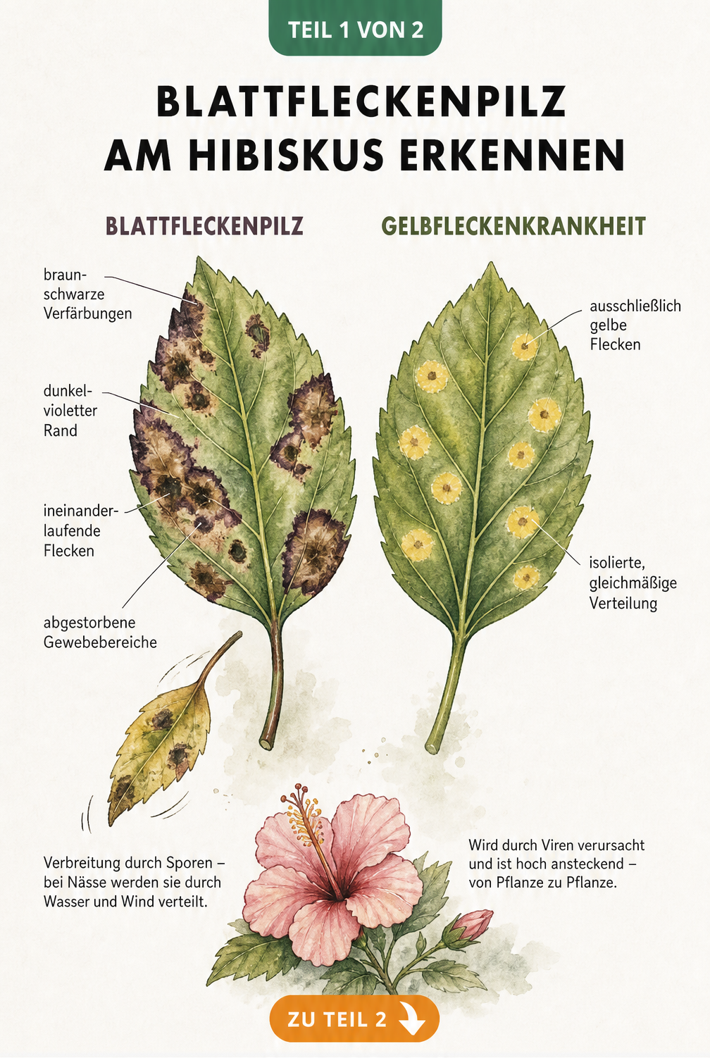 Botanische Illustration von Hibiskusblättern, die den Unterschied zwischen Blattfleckenpilz und Gelbfleckenkrankheit zeigt.
