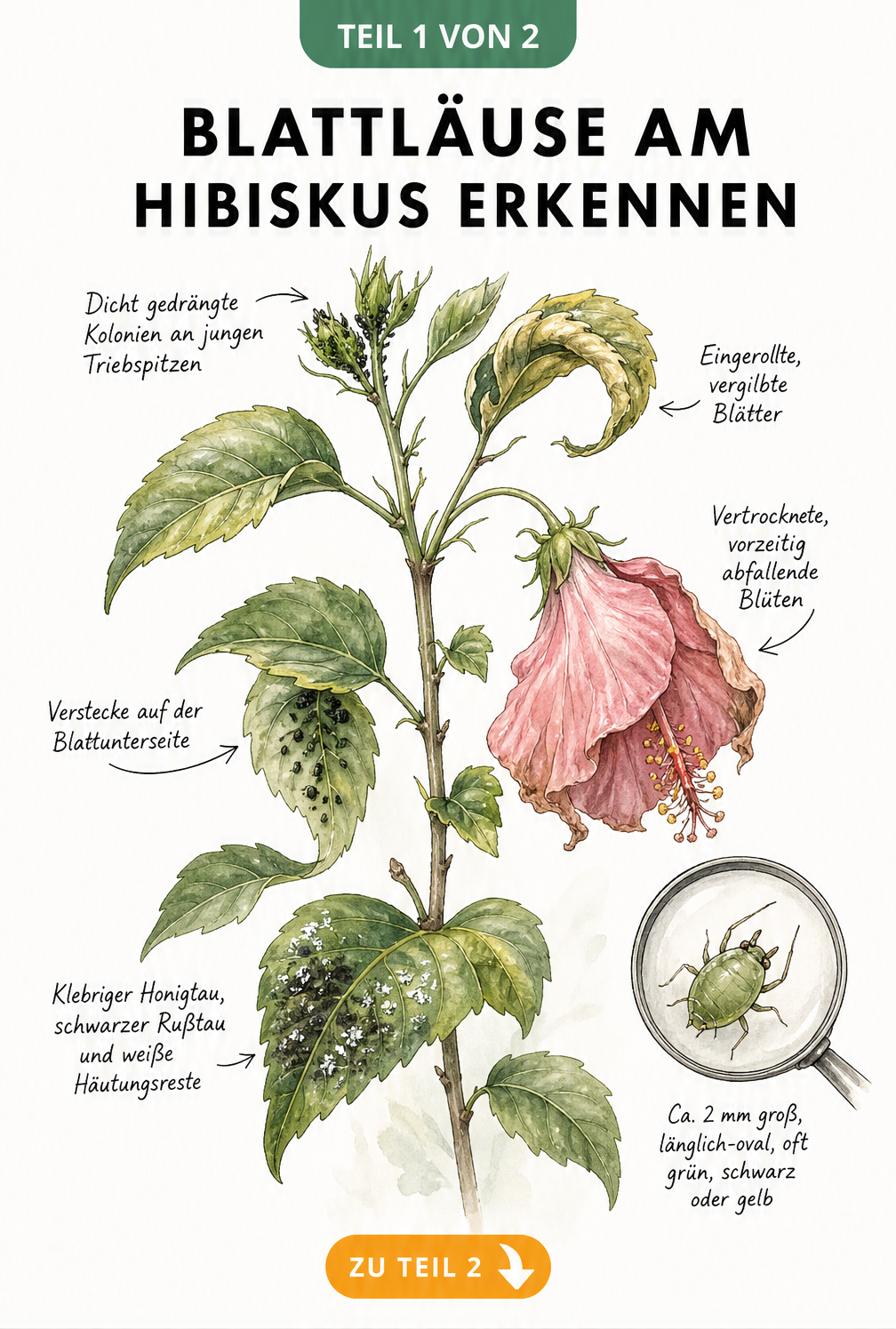 Botanische Illustration eines Hibiskuszweigs mit typischen Schadbildern von Blattläusen wie eingerollten Blättern und klebrigem Honigtau.