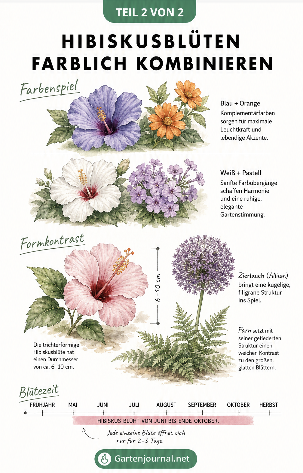 Illustration von Hibiskusblüten im Farb- und Formkontrast mit Zierlauch und Farn