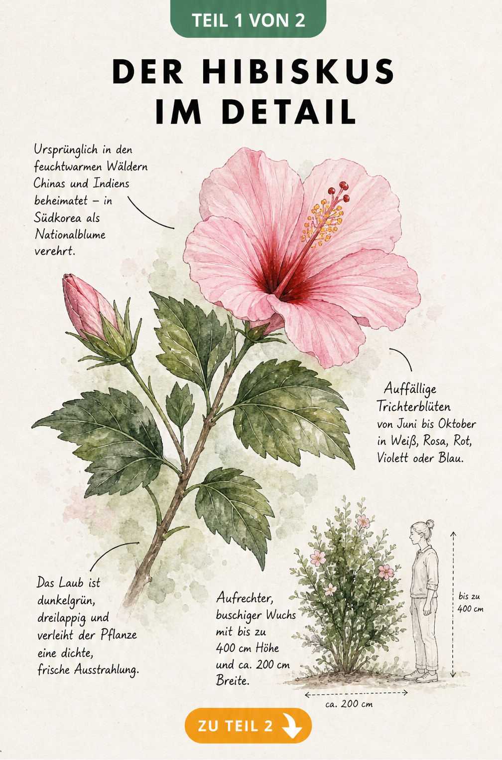 Botanische Illustration eines blühenden Hibiskuszweiges mit Details zu Herkunft, Blüten, Blättern und Wuchshöhe