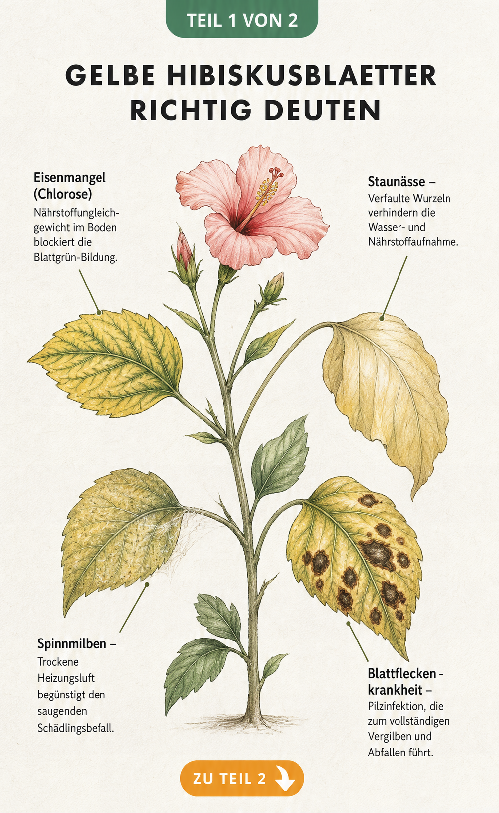 Botanische Illustration eines Hibiskuszweigs mit vier Blättern, die Schadbilder wie Eisenmangel, Staunässe, Spinnmilben und Blattfleckenkrankheit zeigen.