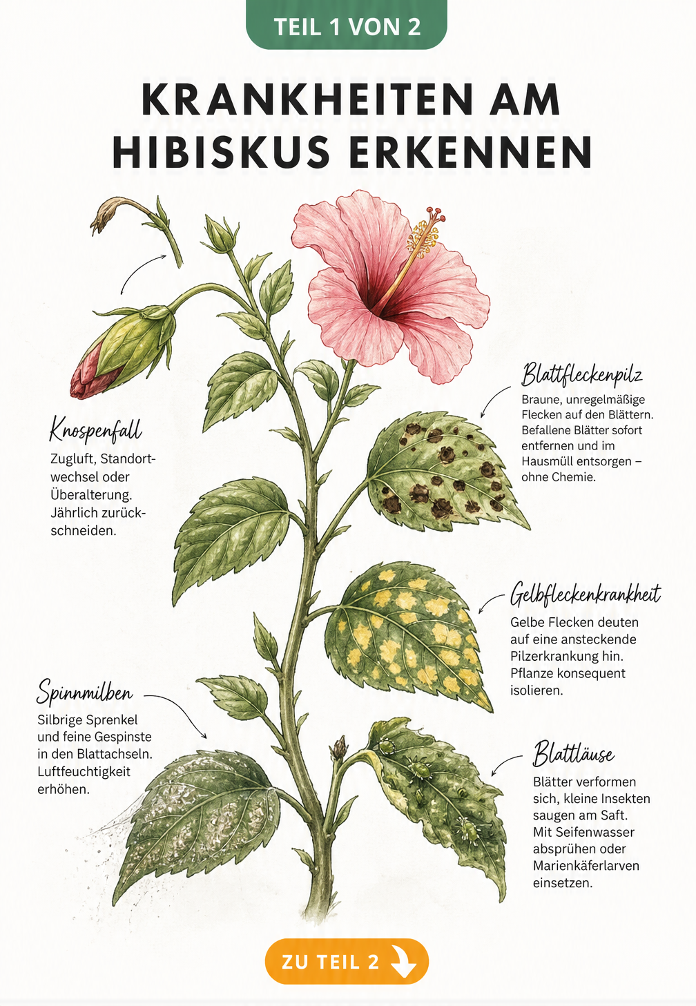 Botanische Illustration eines Hibiskuszweigs mit Schadbildern wie Blattfleckenpilz, Gelbfleckenkrankheit, Spinnmilben und Blattläusen