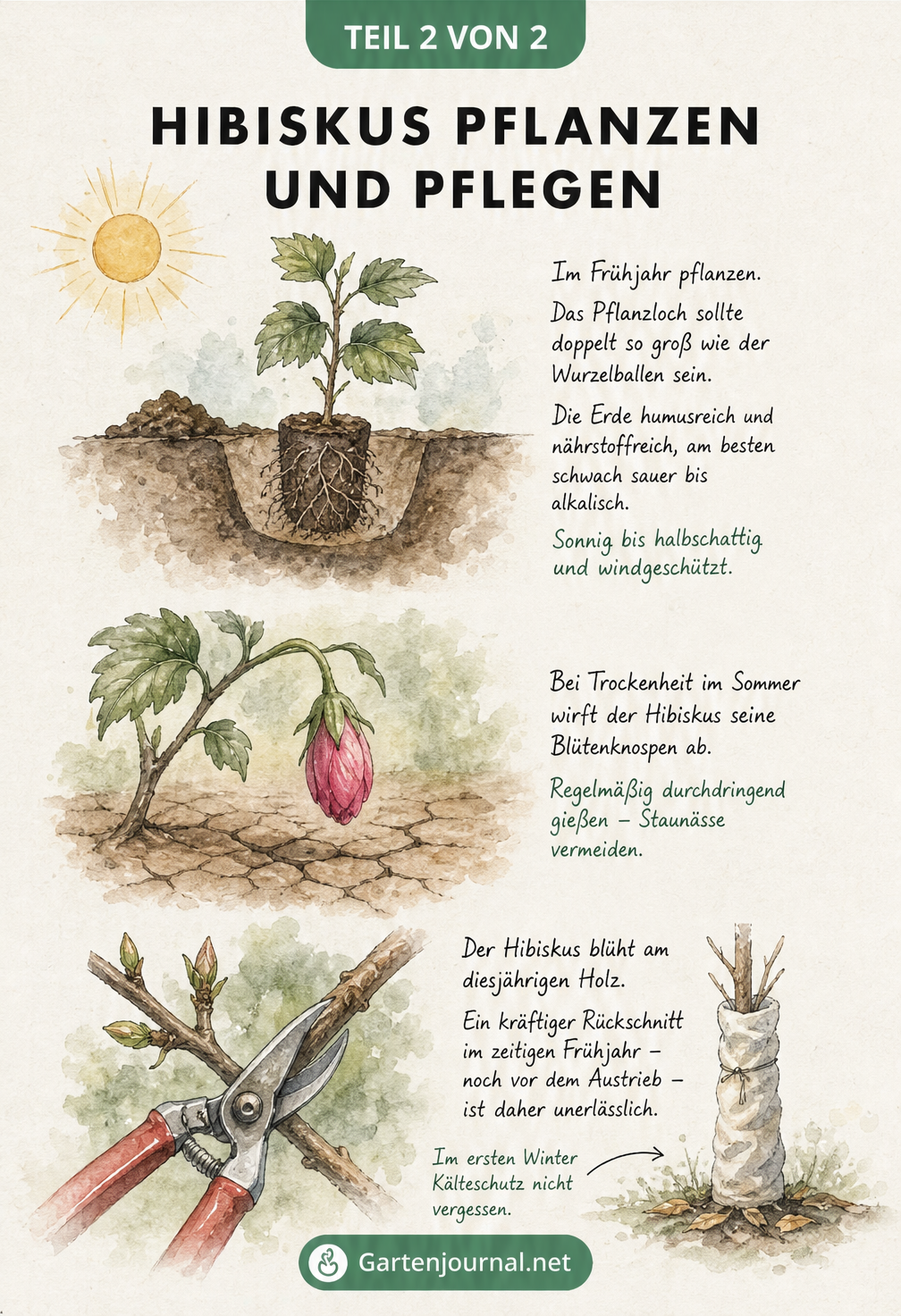 Illustration zur Pflanzung und Pflege des Hibiskus mit Tipps zu Standort, Bewässerung und Rückschnitt