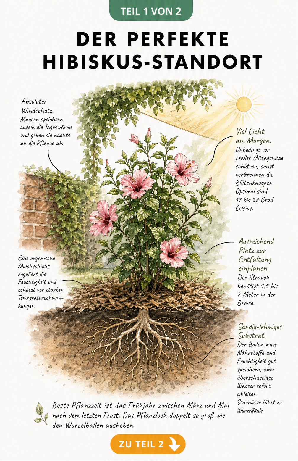 Querschnitt eines Gartens mit einem blühenden Hibiskusstrauch, der Licht, Windschutz und Bodenbeschaffenheit zeigt.