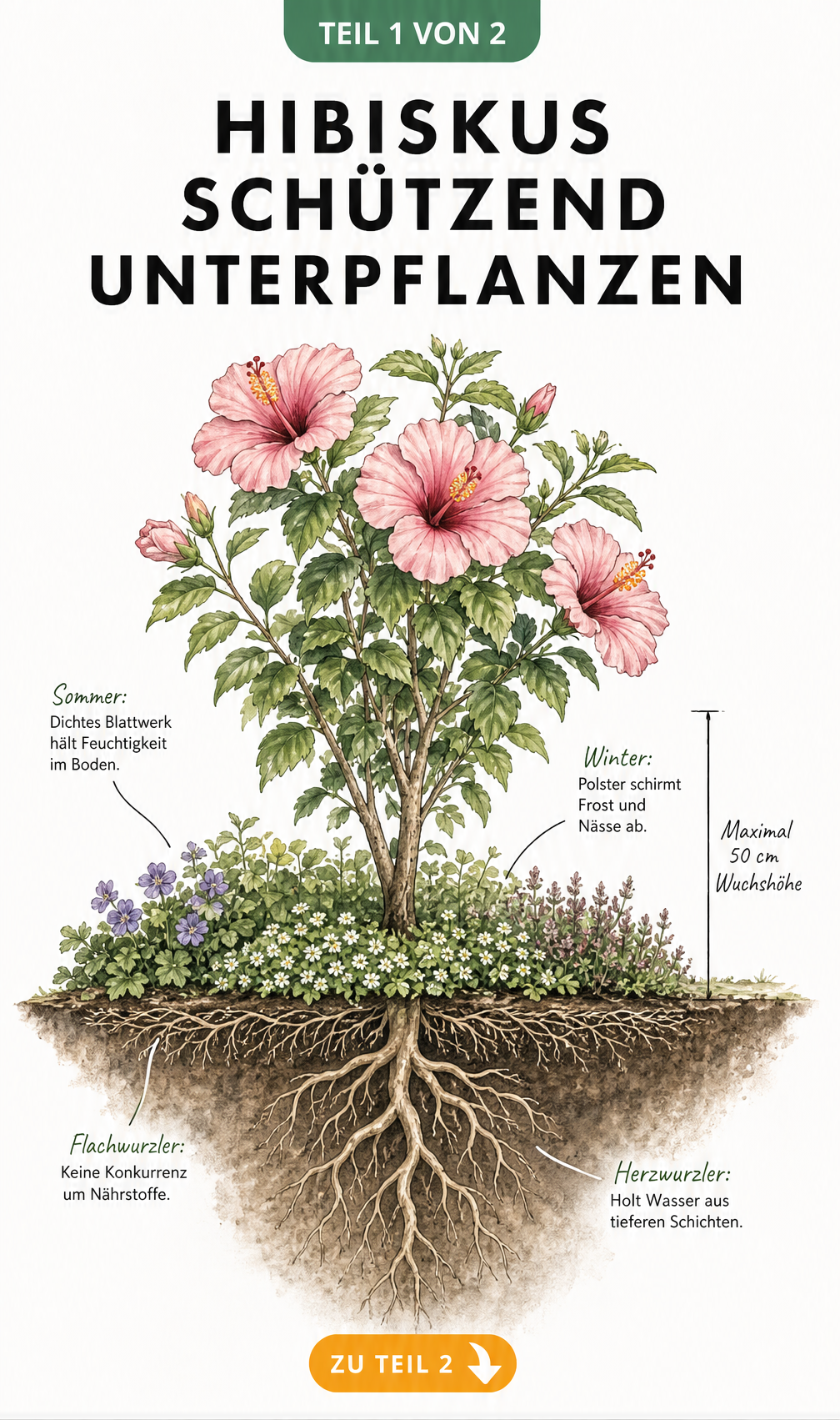 Botanische Querschnitt-Illustration eines Hibiskusstrauchs mit Herzwurzeln und flach wurzelnden Begleitpflanzen