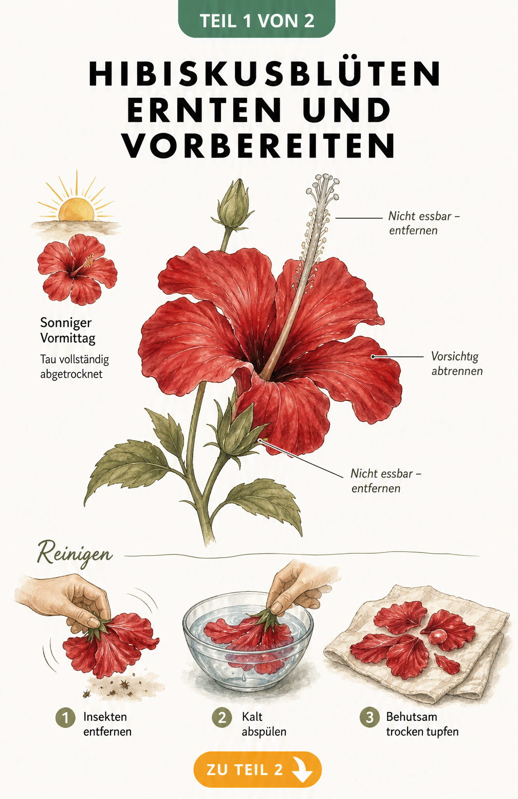 Botanische Illustration einer Hibiskusblüte mit Hinweisen zu essbaren und nicht essbaren Pflanzenteilen sowie dem idealen Erntezeitpunkt.