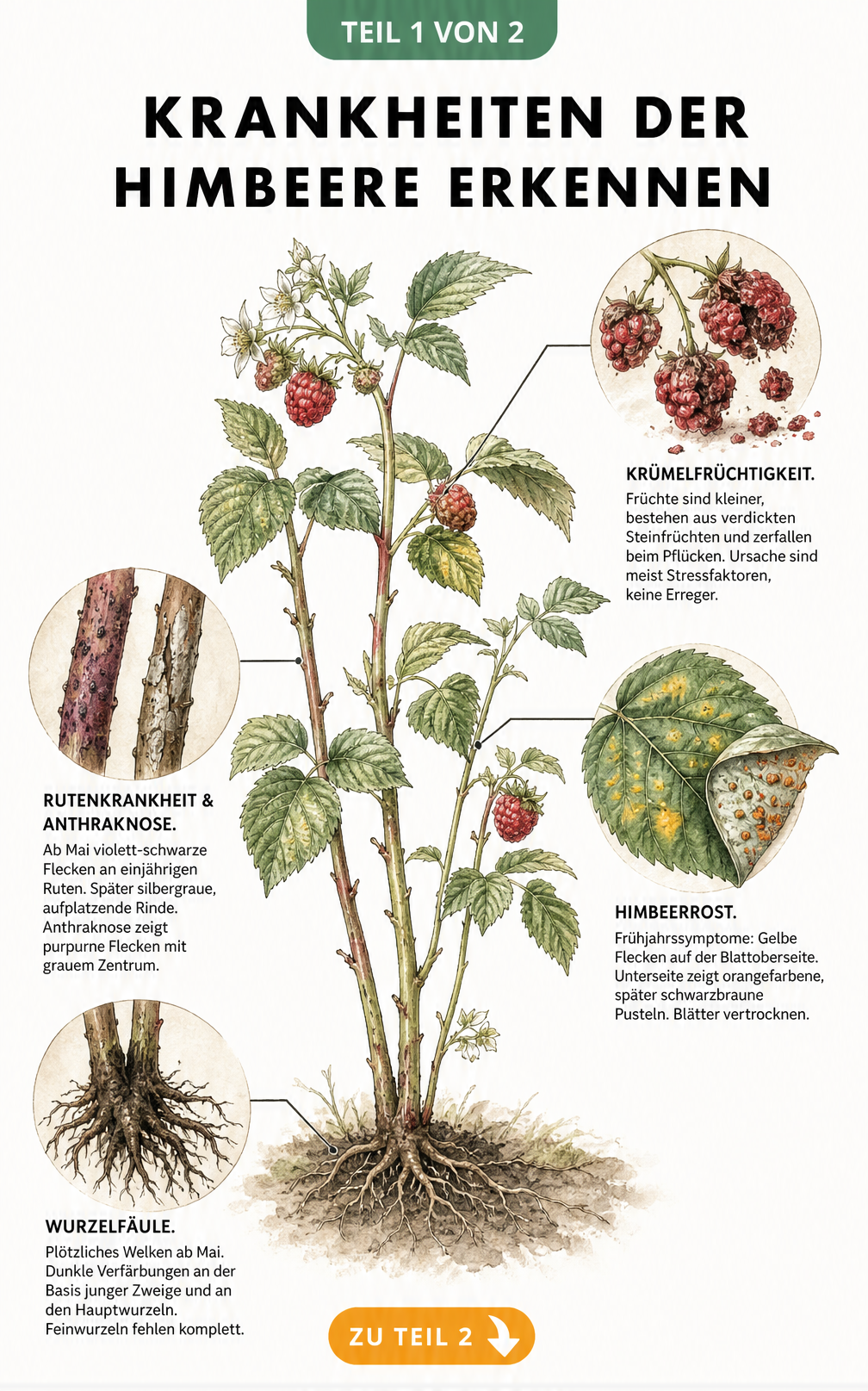 Botanische Illustration einer Himbeerpflanze mit Detailzeichnungen zu Krümelfrüchtigkeit, Himbeerrost, Rutenkrankheit und Wurzelfäule