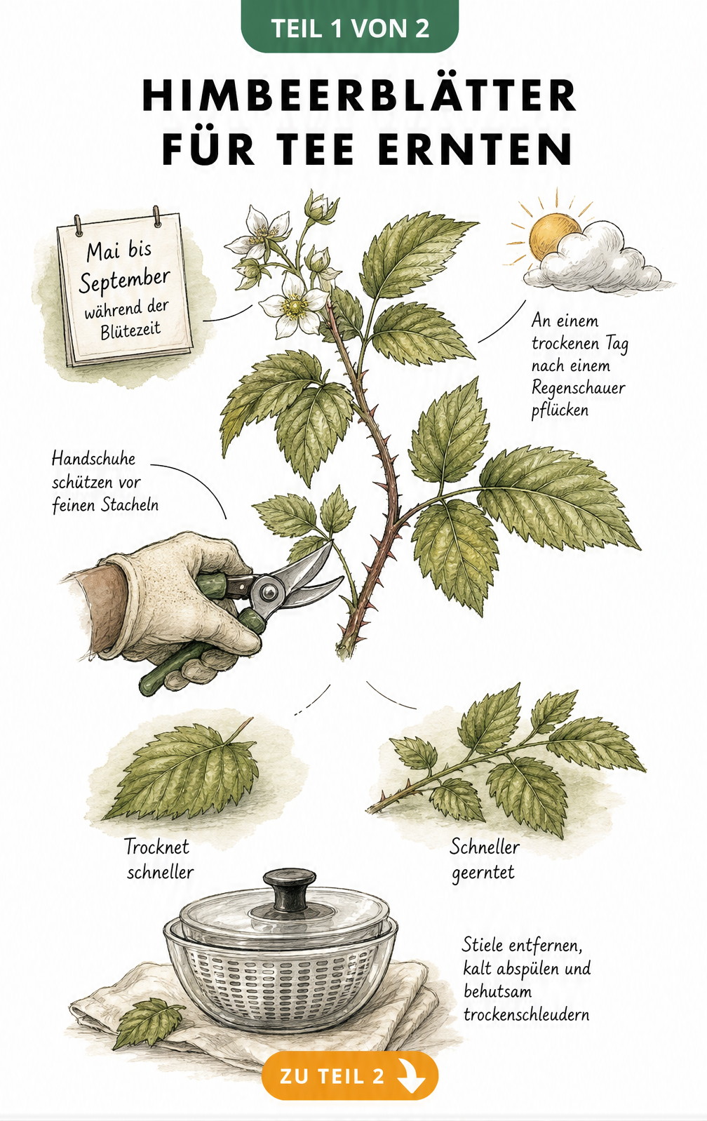 Illustration eines Himbeerzweigs mit Erntehinweisen für Himbeerblätter
