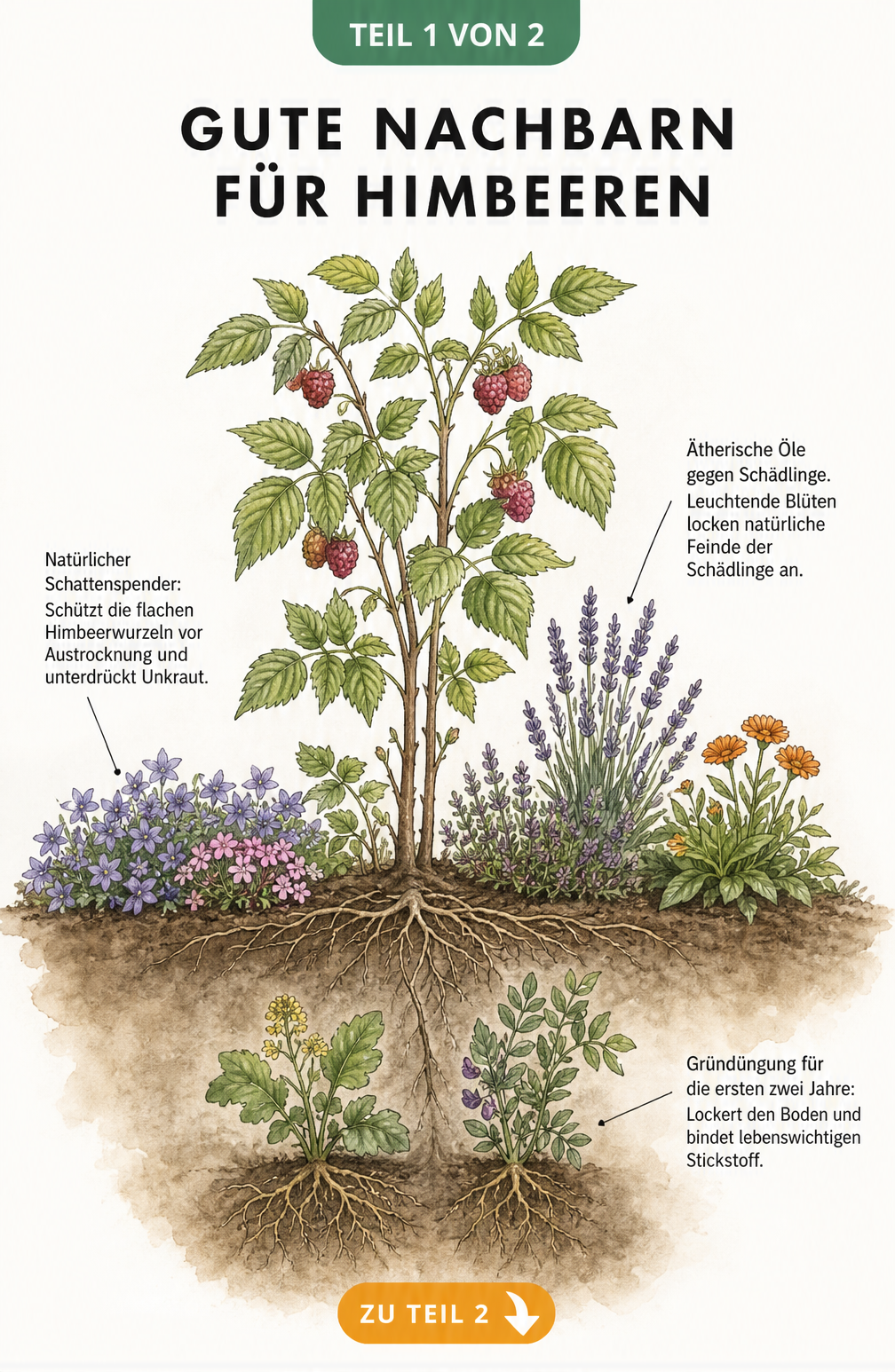 Botanische Illustration eines Himbeerstrauchs mit guten Nachbarn wie Bodendeckern, Duftpflanzen und Gründüngung
