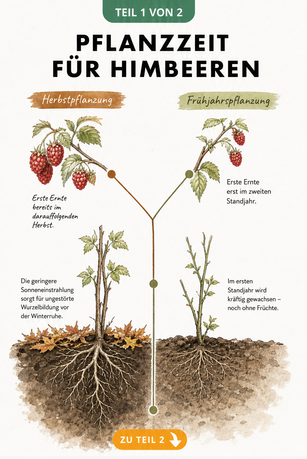 Illustration der Pflanzzeit für Himbeeren im Herbst und Frühjahr mit Wurzelbildung und Erntezeitpunkt