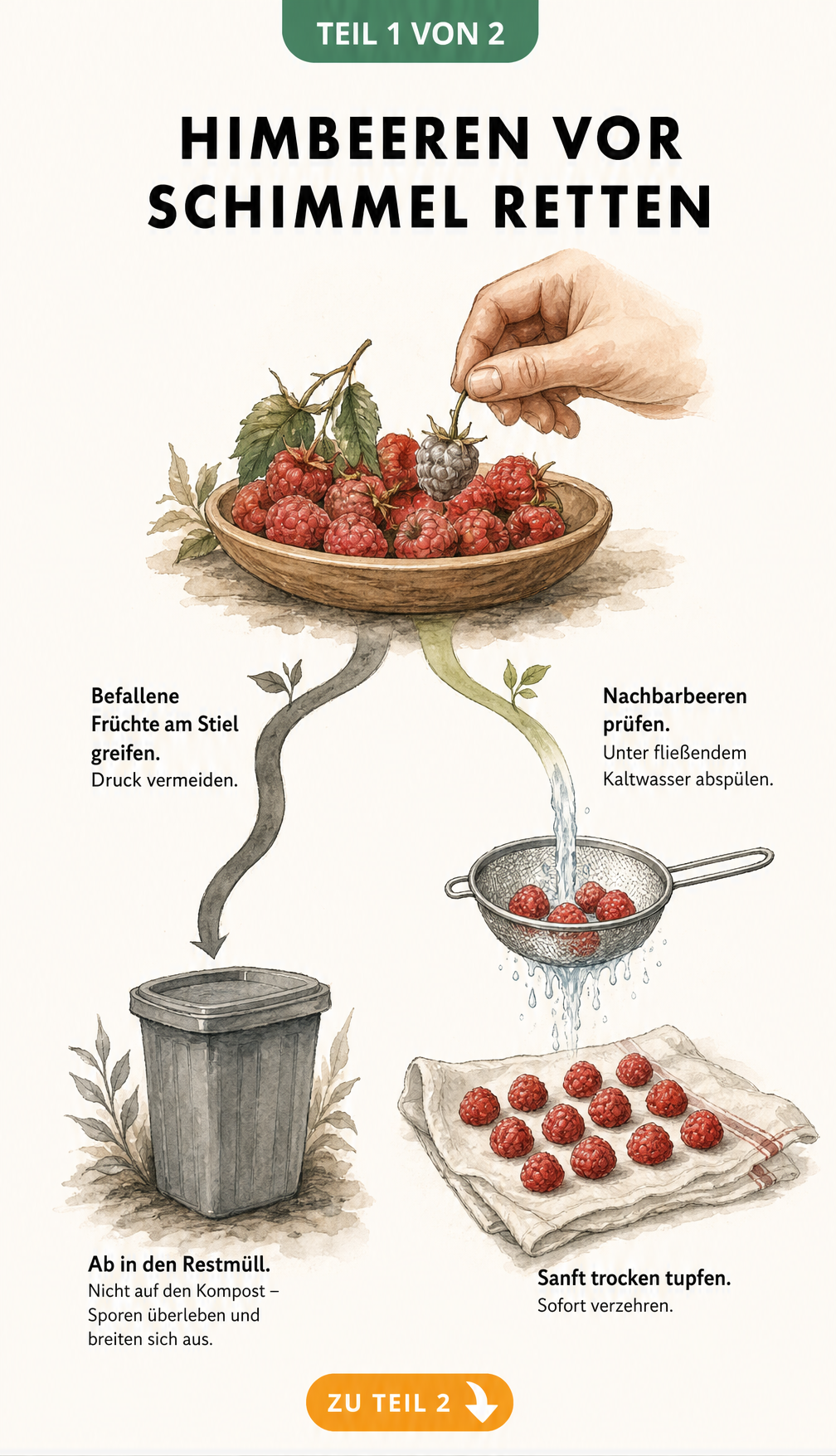 Illustration einer Holzschale mit Himbeeren, bei der eine schimmelige Beere aussortiert und in den Restmüll geworfen wird, während gute Beeren gewaschen werden.