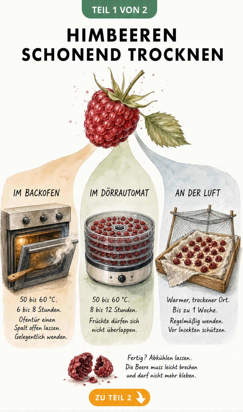 Illustration von drei Methoden zum Trocknen von Himbeeren: Backofen, Dörrautomat und Lufttrocknung mit Temperatur- und Zeitangaben