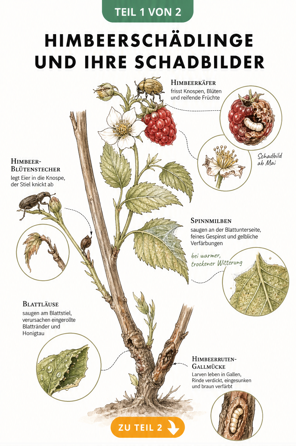 Botanische Illustration eines Himbeerzweigs mit Himbeerkäfer, Himbeerblütenstecher, Spinnmilben, Blattläusen und Himbeerrutengallmücke sowie deren Schadbildern.