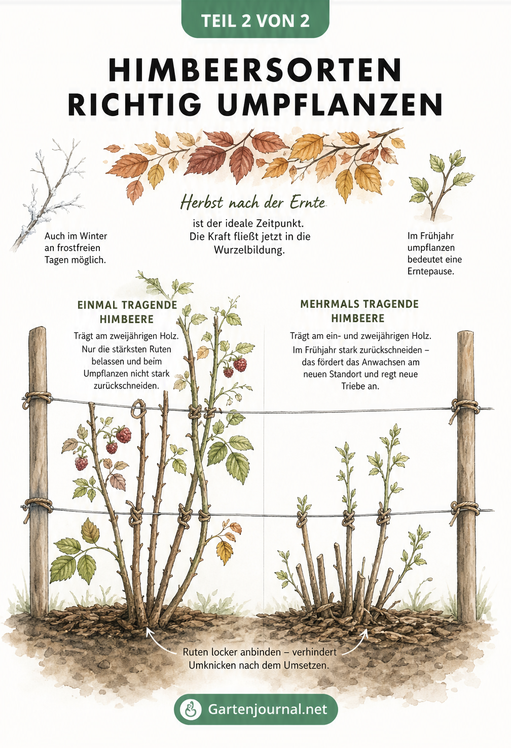 Illustration von einmal und mehrmals tragenden Himbeersträuchern am Drahtgerüst mit Rückschnitt-Hinweisen