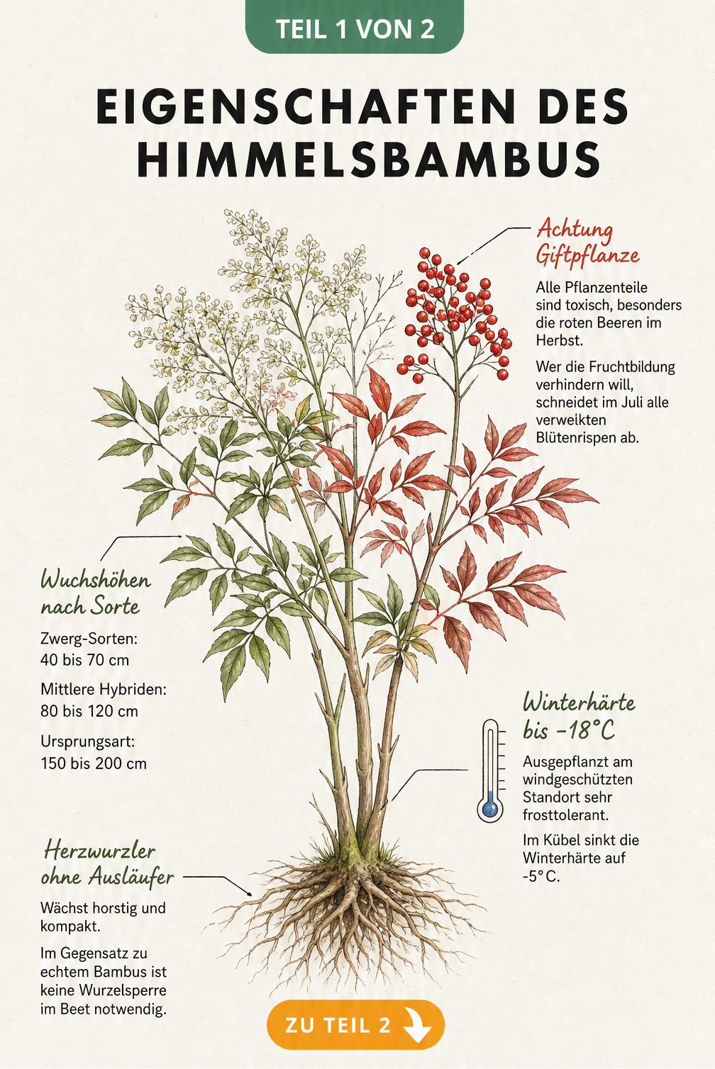Botanische Illustration des Himmelsbambus mit Wurzelwerk, Blättern, Blüten und roten Beeren