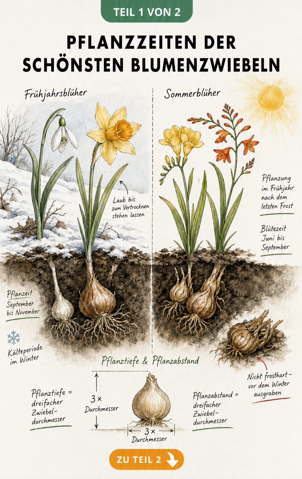 Botanische Illustration von historischen Blumenzwiebeln wie Tulipa clusiana, Forellenlilie, Frühlingslichtblume und Schachbrettblume mit Qualitätsmerkmalen