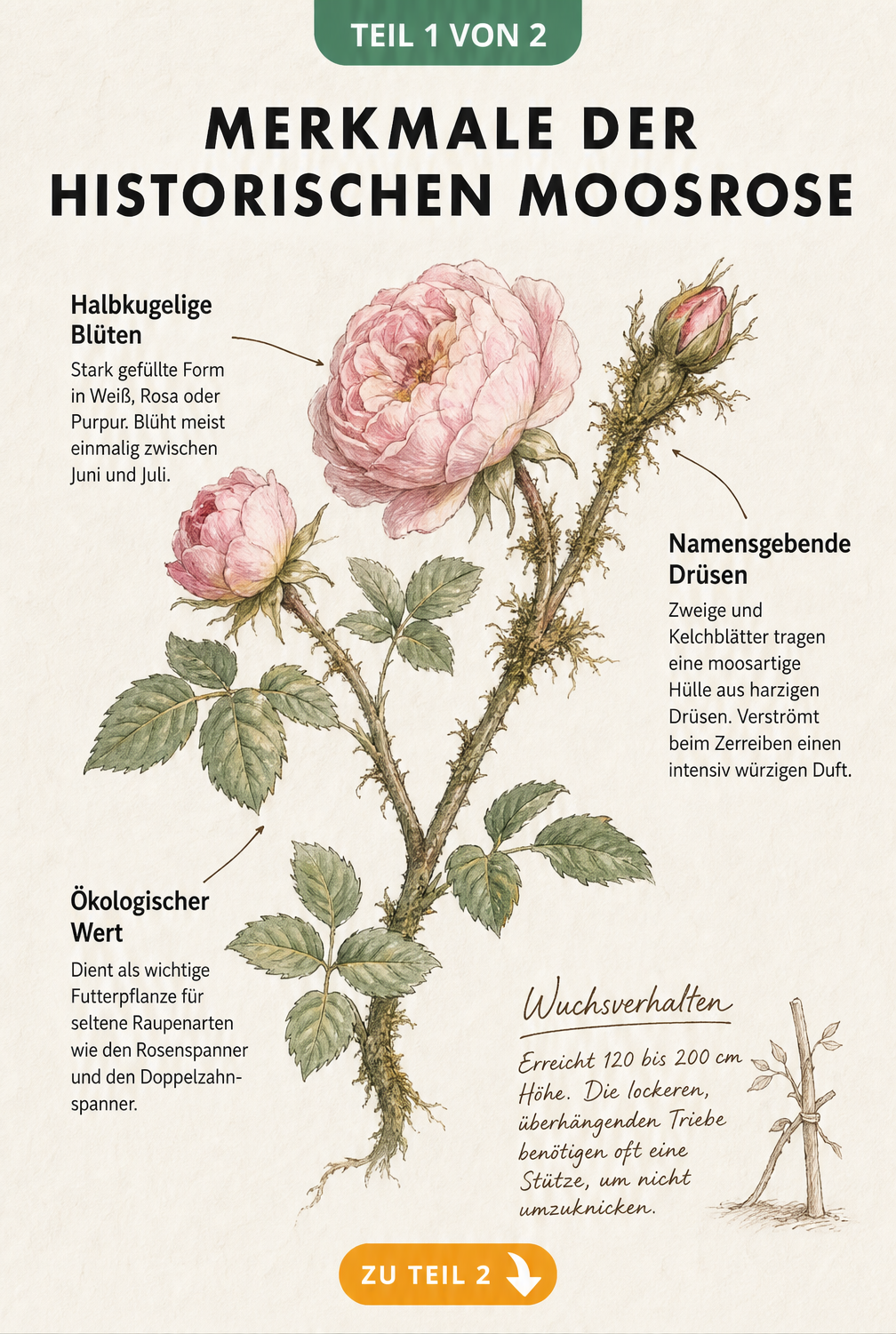 Botanische Illustration der historischen Moosrose mit Details zu Blüte, harzigen Drüsen und Wuchsverhalten