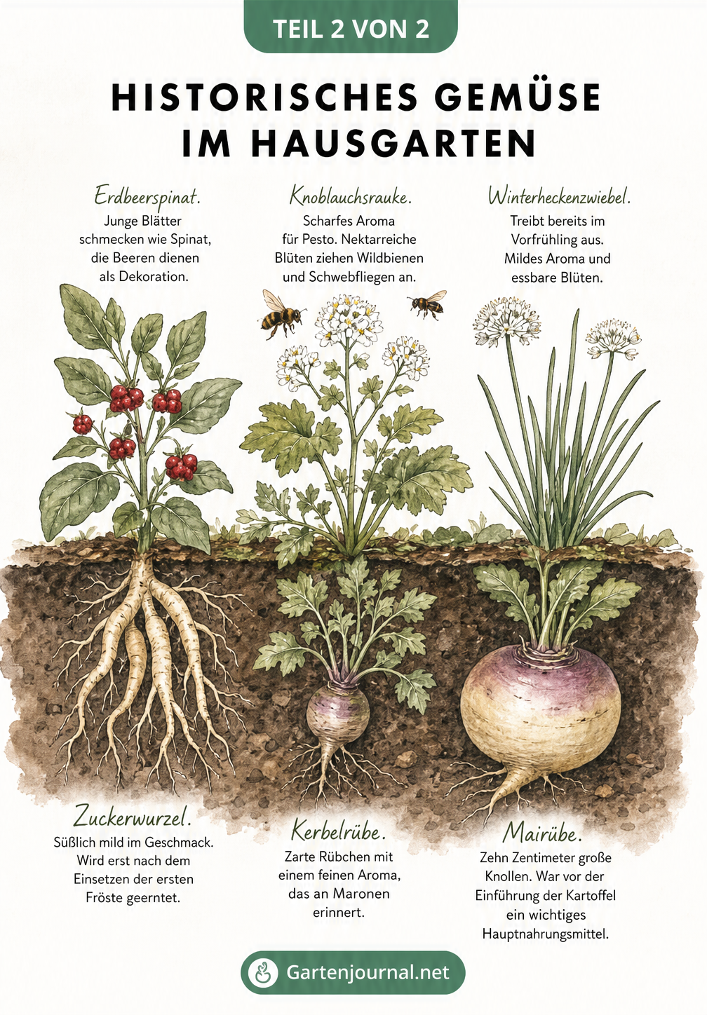 Querschnitt durch ein Gartenbeet mit Erdbeerspinat, Knoblauchsrauke, Winterheckenzwiebel, Zuckerwurzel, Kerbelrübe und Mairübe