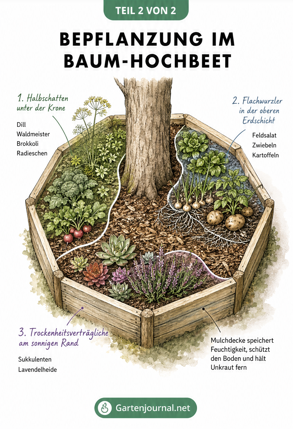 Aufsicht auf ein bepflanztes Hochbeet um einen Baum mit verschiedenen Pflanzzonen