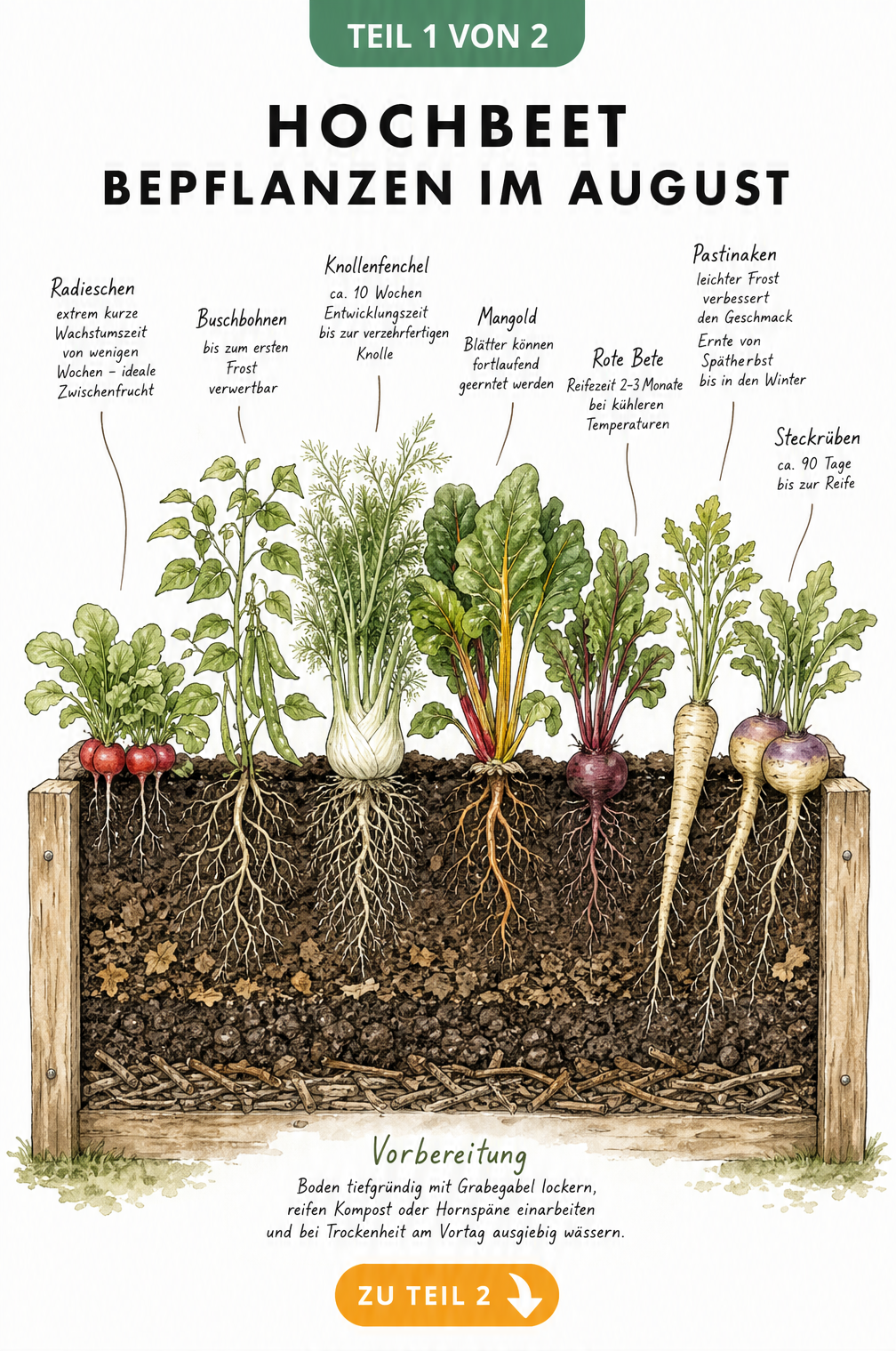 Querschnitt durch ein Hochbeet mit Radieschen, Buschbohnen, Knollenfenchel, Mangold, Roter Bete, Pastinaken und Steckrüben