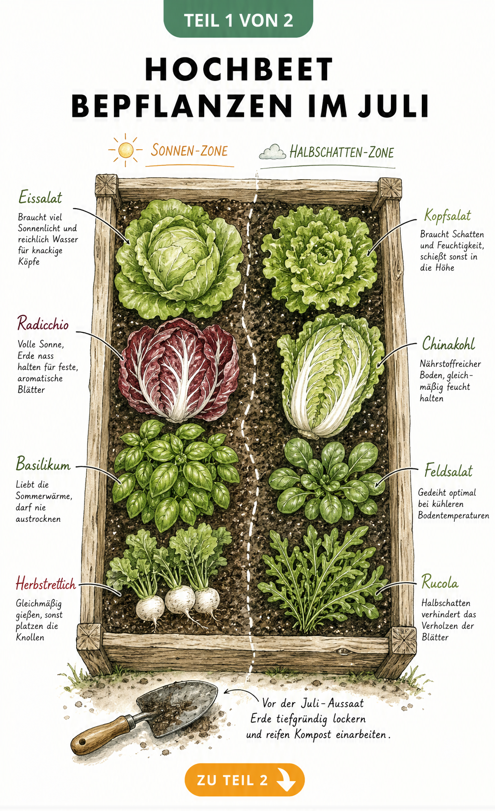 Illustration eines Hochbeets im Juli mit Salaten und Gemüsepflanzen in Sonnen- und Halbschattenzonen