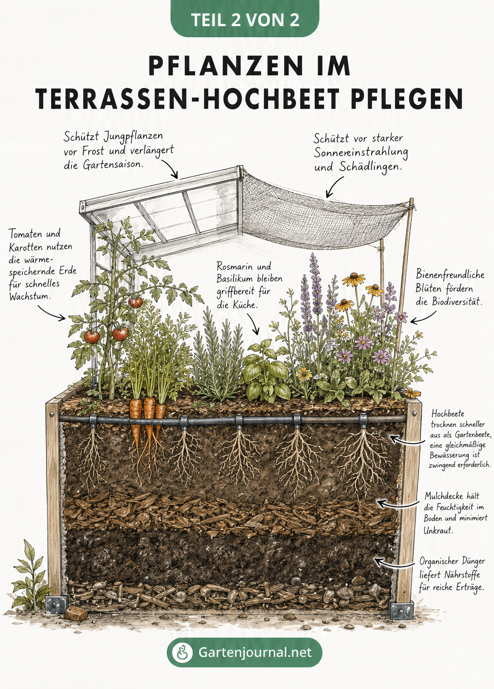 Schnittzeichnung eines bepflanzten Hochbeets mit Bewässerung, Mulchschicht und Kompost
