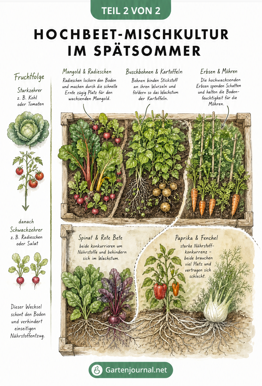 Aufsicht auf ein Hochbeet mit Pflanzinseln, die gute und schlechte Mischkulturen wie Mangold und Radieschen oder Spinat und Rote Bete zeigen