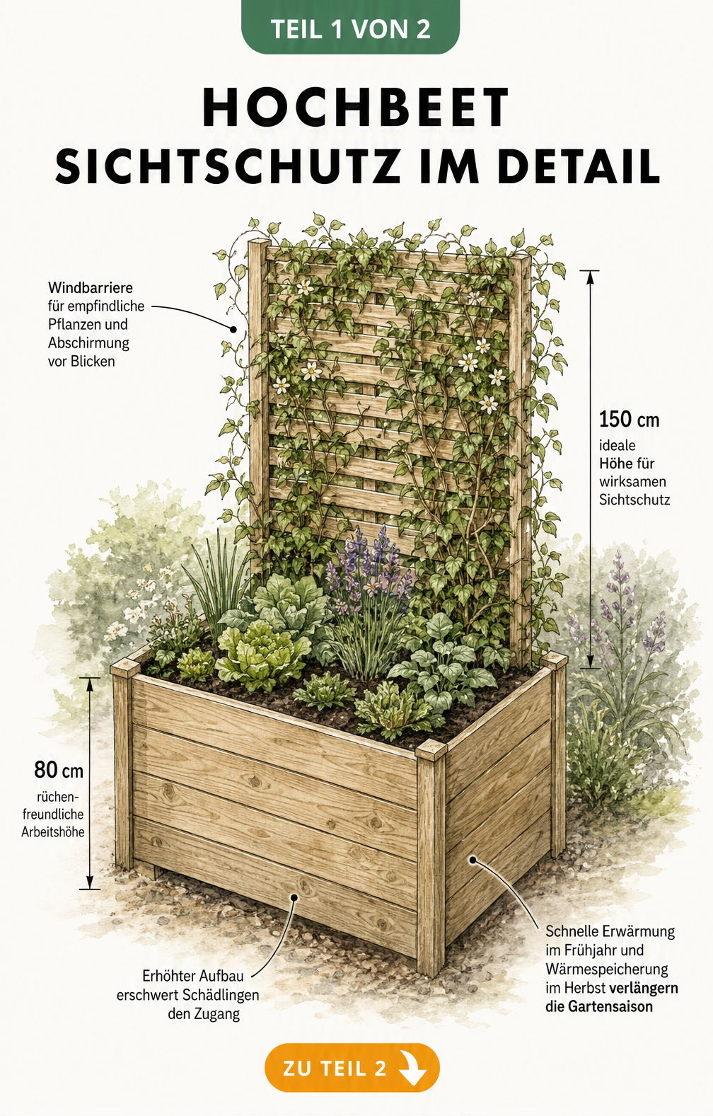 Illustration eines bepflanzten Hochbeets aus Holz mit Sichtschutz und Maßangaben zu Arbeitshöhe und Windschutz