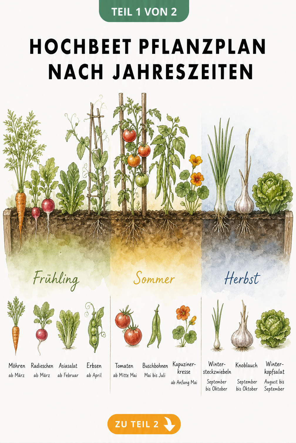 Handgezeichneter Hochbeet Pflanzplan nach Jahreszeiten mit Gemüsesorten für Frühling, Sommer und Herbst