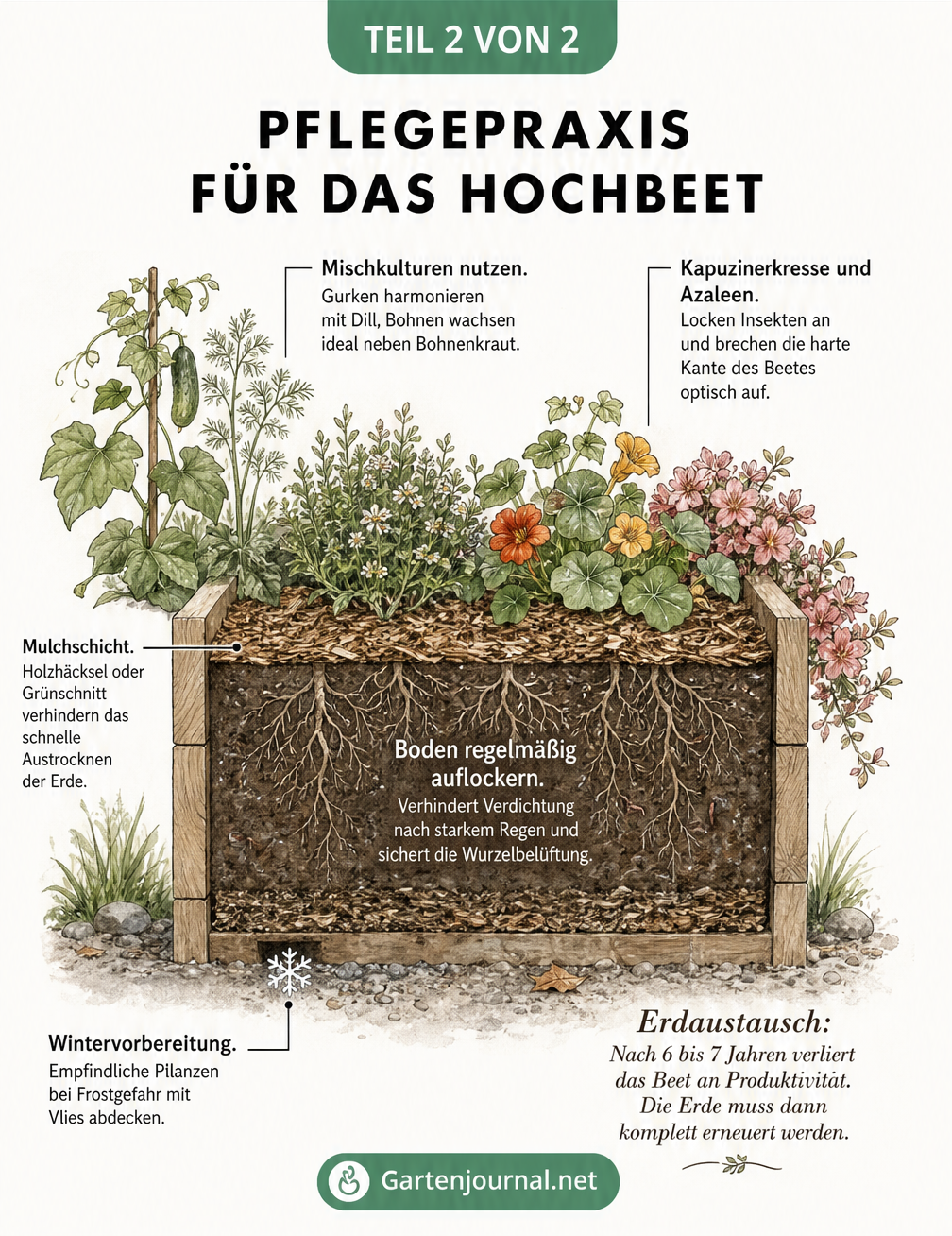 Botanische Illustration eines Hochbeets im Querschnitt mit Pflegetipps zu Mischkultur, Mulchen und Wintervorbereitung