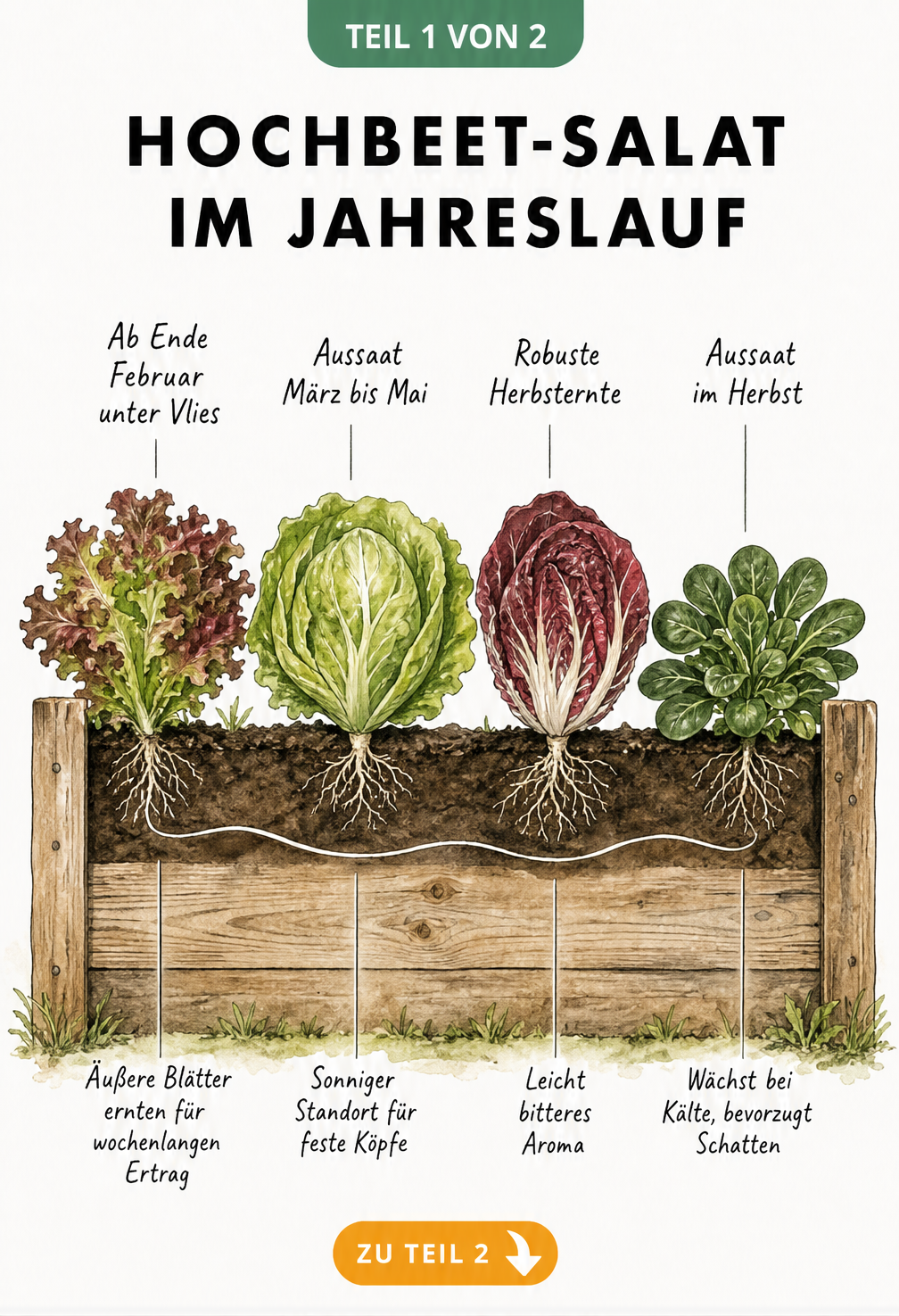 Illustration eines Hochbeets mit vier Salatpflanzen im Jahresverlauf: Pflücksalat, Eisbergsalat, Radicchio und Feldsalat