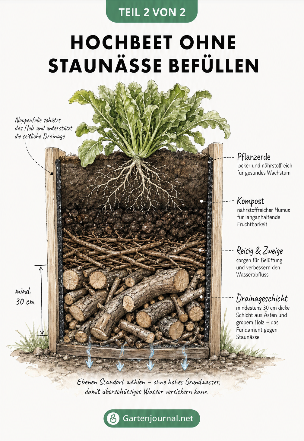 Querschnitt eines optimal befüllten Hochbeets mit Drainageschicht, Kompost und gesunder Pflanze