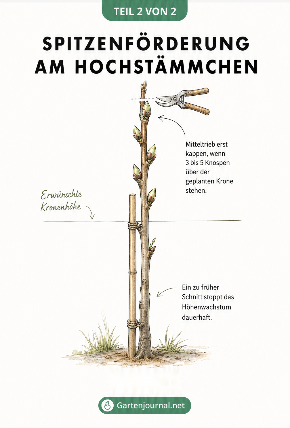 Skizze eines Hochstämmchens mit Markierung der Kronenhöhe und Schnittstelle über vier Knospen