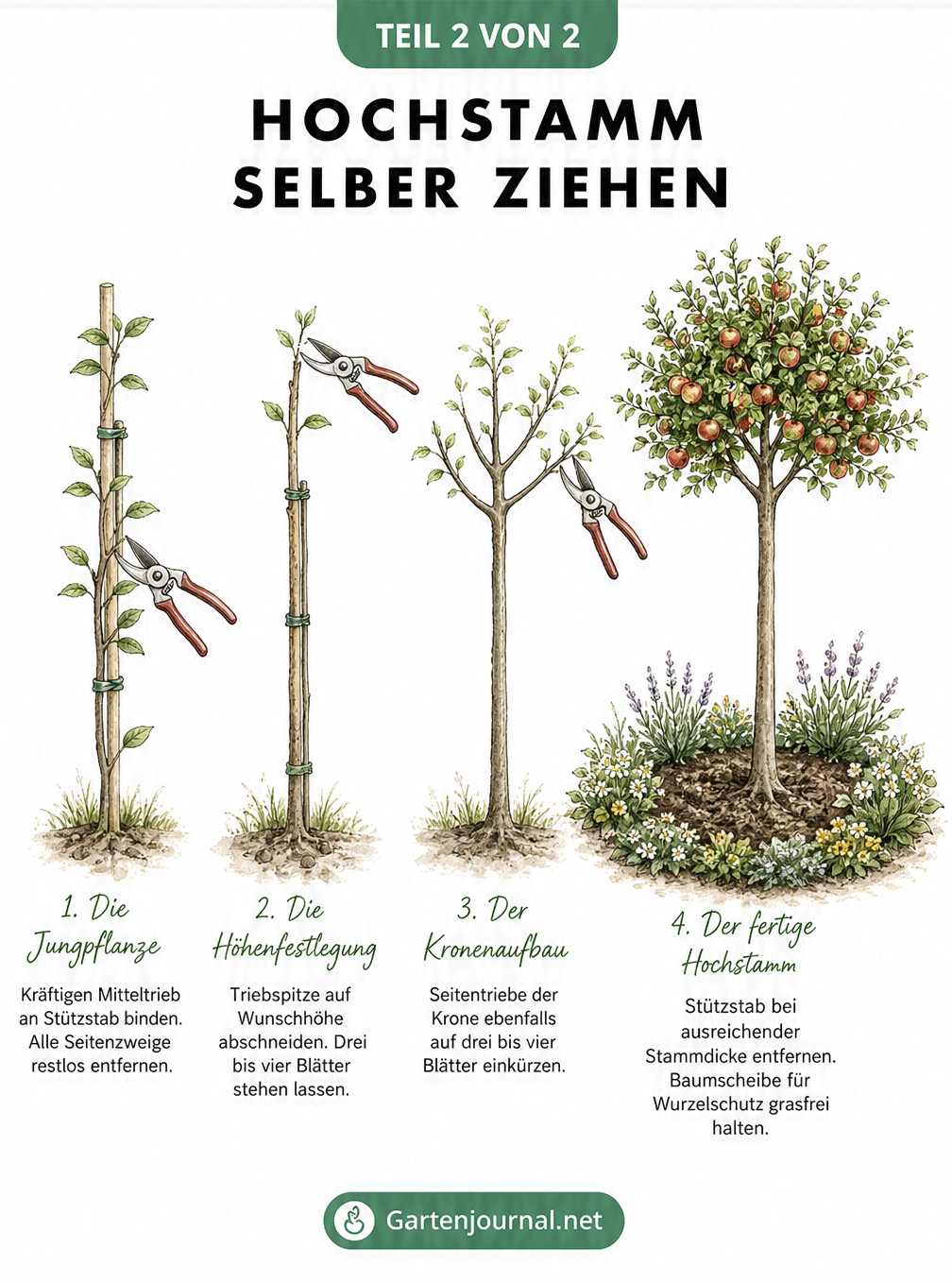 Schritt-für-Schritt-Anleitung zum Erziehen eines Hochstamms vom Strauch zum Baum