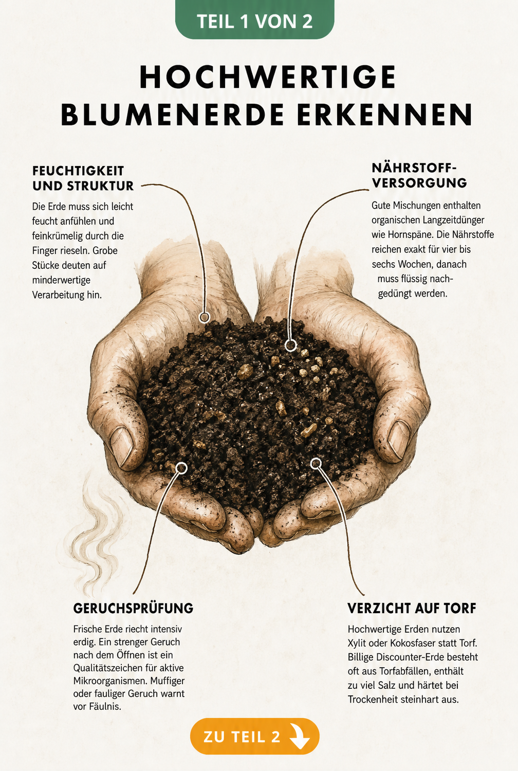 Botanische Illustration zweier Hände, die frische, dunkle Blumenerde halten, mit Hinweisen zu Feuchtigkeit, Nährstoffen, Geruch und Torfverzicht.